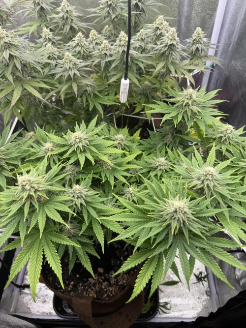 Amnesia Lemon  + Critical Widow. Week 9