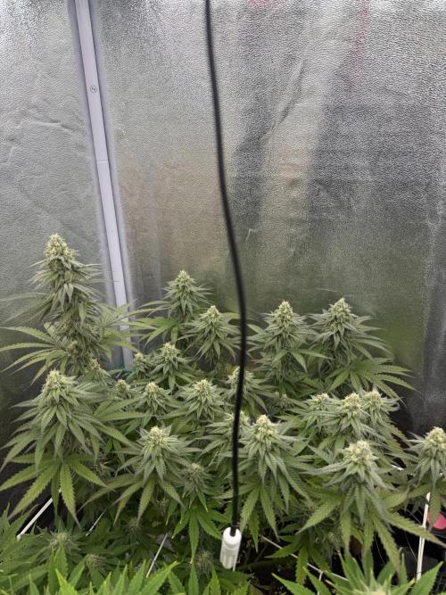 Amnesia Lemon  + Critical Widow. Week 9