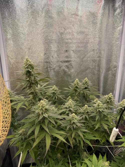 Amnesia Lemon  + Critical Widow. Week 9