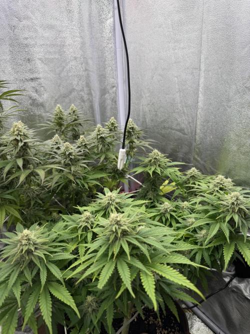 Amnesia Lemon  + Critical Widow. Week 9