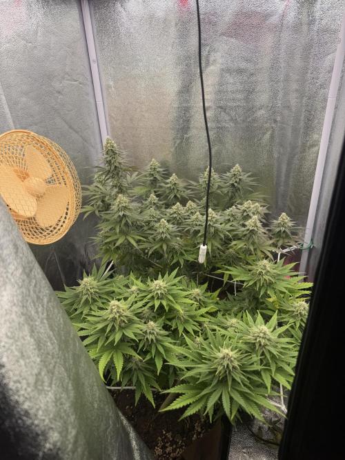 Amnesia Lemon  + Critical Widow. Week 9