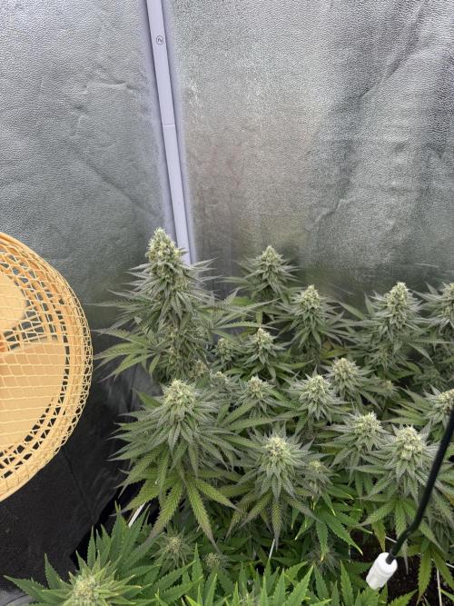 Amnesia Lemon  + Critical Widow. Week 10 - Day 77 (04 April)