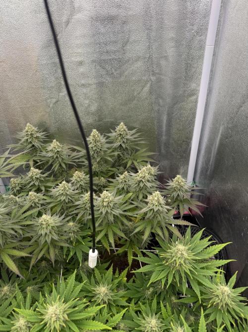 Amnesia Lemon  + Critical Widow. Week 10