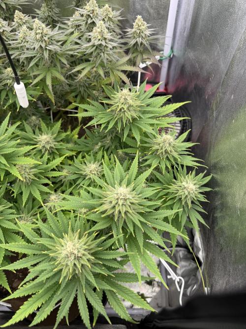 Amnesia Lemon  + Critical Widow. Week 10