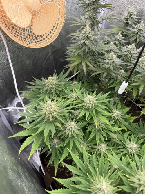 Amnesia Lemon  + Critical Widow. Week 10
