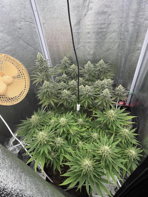 Amnesia Lemon  + Critical Widow. Week 10 - Day 79 (06 April)