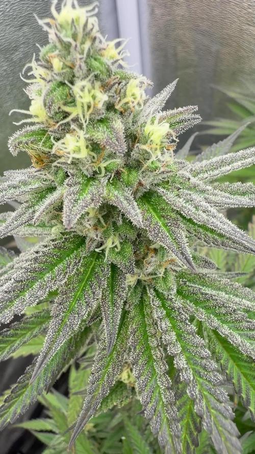 Amnesia Lemon  + Critical Widow