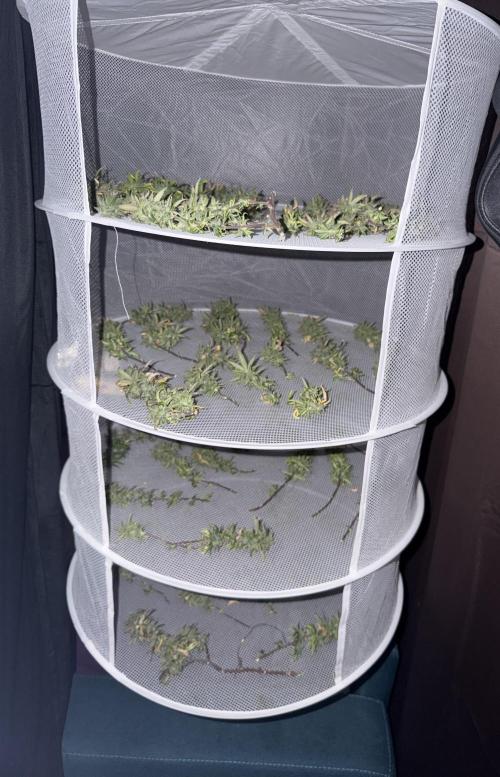 Chocolate rainbow XXL🌈🍫. Week 19 - Harvest : 07/04