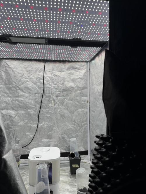 90x90 / 420 w / Mixed Strains. Week 0