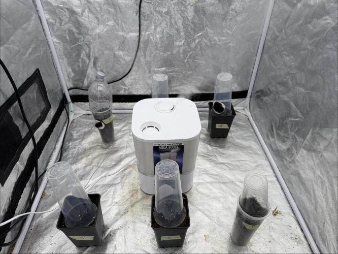 90x90 / 420 w / Mixed Strains. Week 0