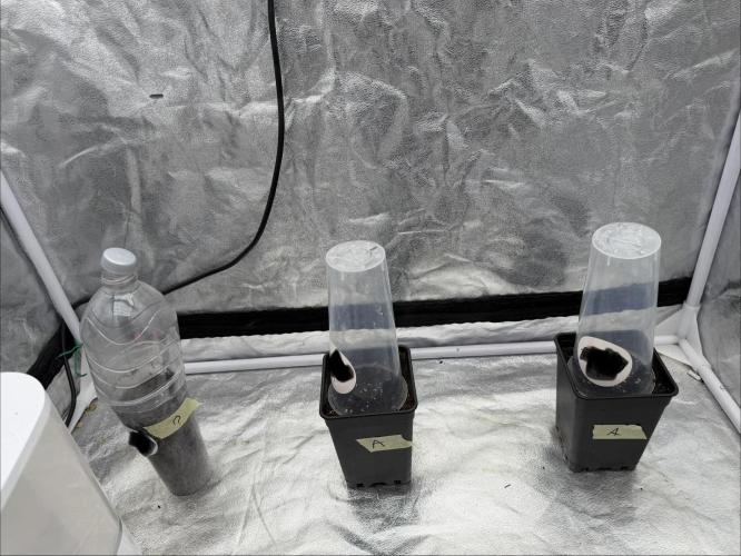 90x90 / 420 w / Mixed Strains. Week 0