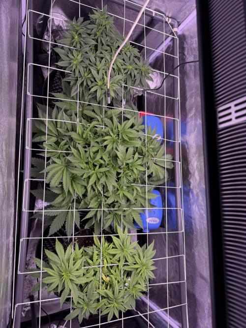 Mix  SL DWC 34 l /  GMOC Soil 12l 🌊vs??. Week 5 - Day 34 ( 08 April)