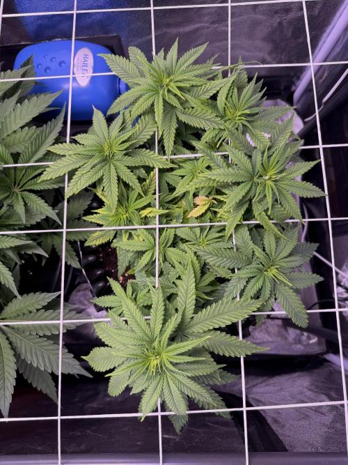 Mix  SL DWC 34 l /  GMOC Soil 12l 🌊vs??. Week 5
