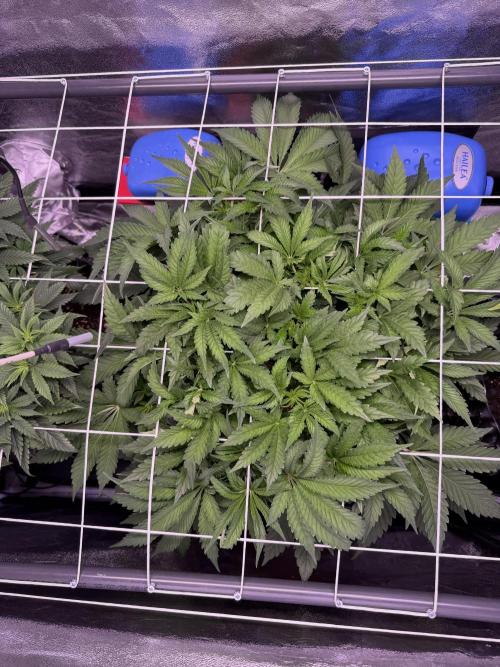 Mix  SL DWC 34 l /  GMOC Soil 12l 🌊vs??. Week 5