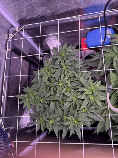 Mix  SL DWC 34 l /  GMOC Soil 12l 🌊vs??. Week 5
