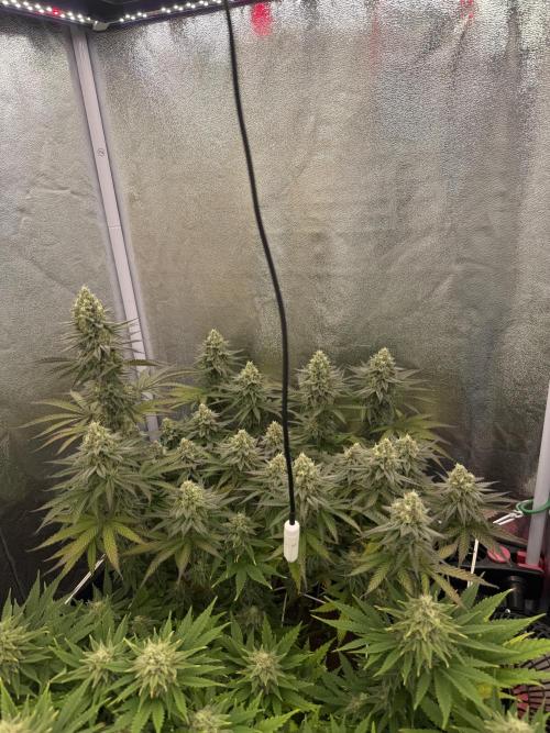Amnesia Lemon  + Critical Widow. Week 10 - Day 81 (08 April)