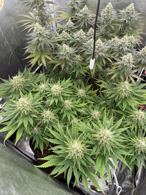 Amnesia Lemon  + Critical Widow. Week 10