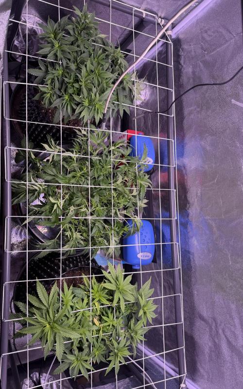 Mix  SL DWC 34 l /  GMOC Soil 12l 🌊vs??. Week 5