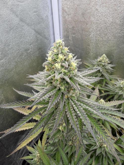 Amnesia Lemon  + Critical Widow. Week 10