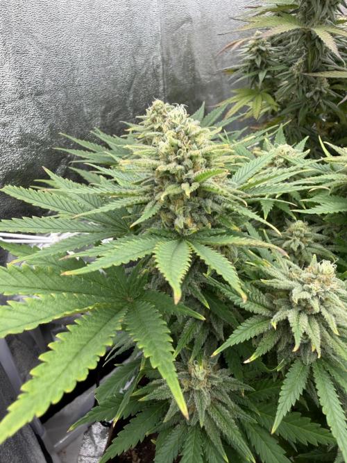 Amnesia Lemon  + Critical Widow. Week 10