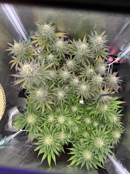 Amnesia Lemon  + Critical Widow. Week 10
