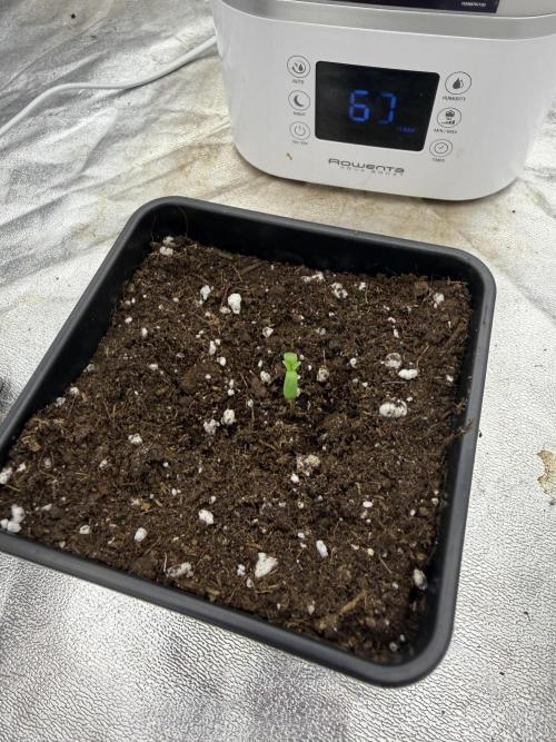 90x90 / 420 w / Mixed Strains. Week 1