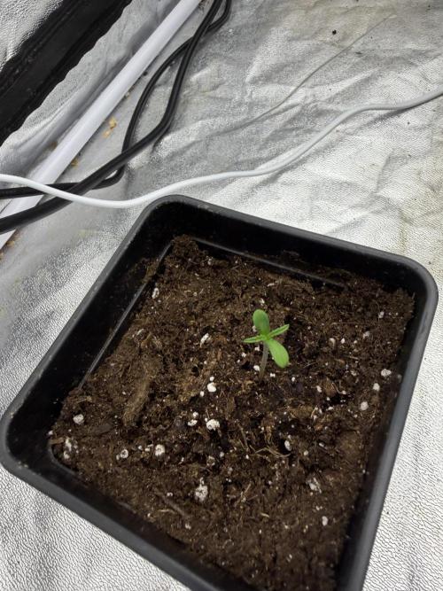 90x90 / 420 w / Mixed Strains. Week 1