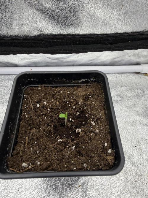 90x90 / 420 w / Mixed Strains. Week 1