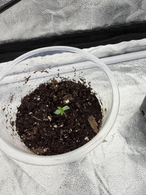 90x90 / 420 w / Mixed Strains. Week 1