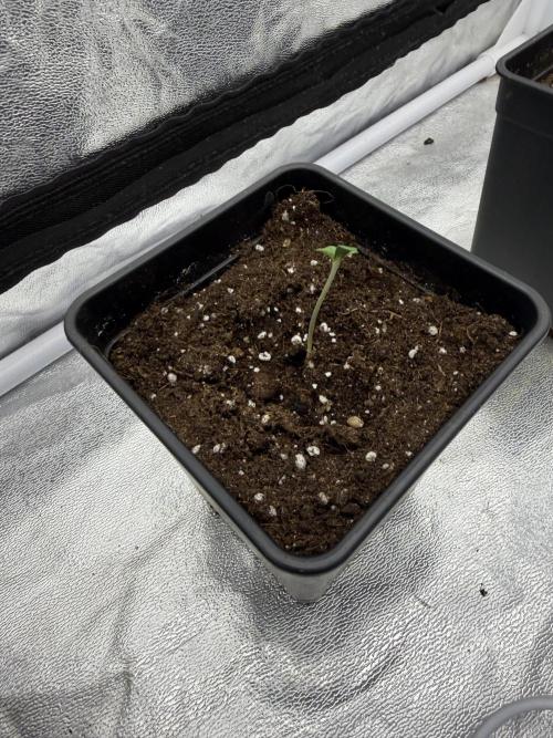 90x90 / 420 w / Mixed Strains. Week 1 - Day 01 (10 April)