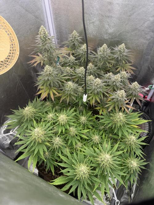 Amnesia Lemon  + Critical Widow. Week 10 - Day 82 (09 April)