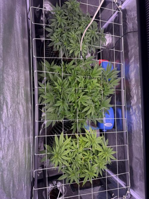 Mix  SL DWC 34 l /  GMOC Soil 12l 🌊vs??. Week 5 - Day 35 (09 April)