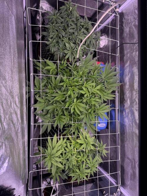 Mix  SL DWC 34 l /  GMOC Soil 12l 🌊vs??. Week 6 - Day 37 (11 April)