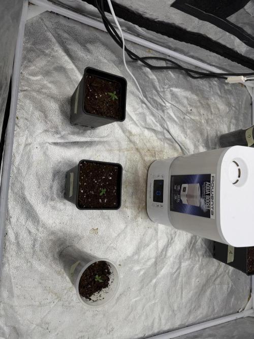 90x90 / 420 w / Mixed Strains. Week 1