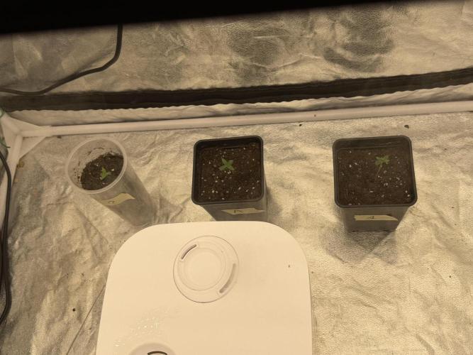 90x90 / 420 w / Mixed Strains. Week 1