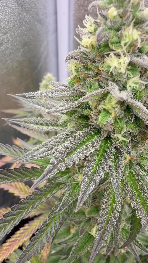 Amnesia Lemon  + Critical Widow