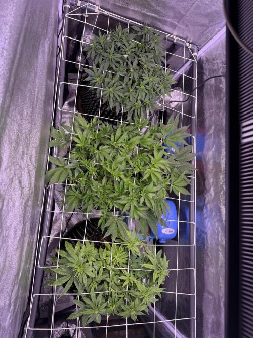 Mix  SL DWC 34 l /  GMOC Soil 12l 🌊vs??. Week 6