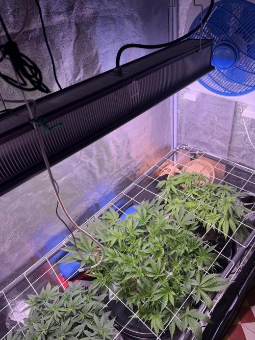 Mix  SL DWC 34 l /  GMOC Soil 12l 🌊vs??. Week 6