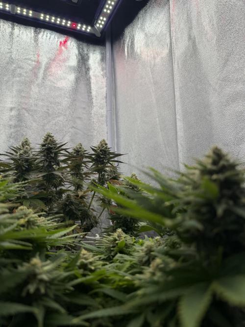 Amnesia Lemon  + Critical Widow. Week 11
