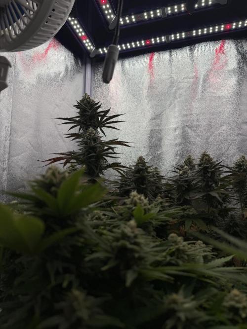 Amnesia Lemon  + Critical Widow. Week 11
