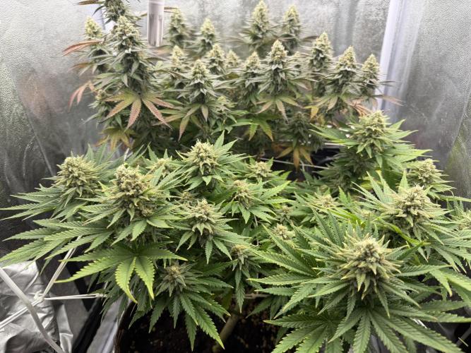 Amnesia Lemon  + Critical Widow. Week 11