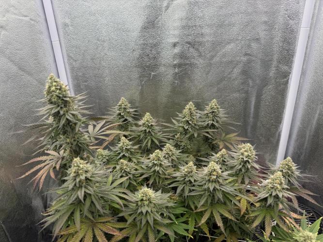 Amnesia Lemon  + Critical Widow. Week 11