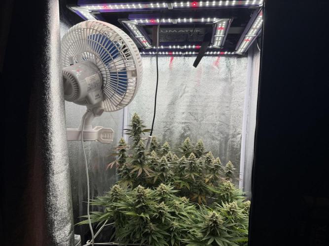 Amnesia Lemon  + Critical Widow. Week 11