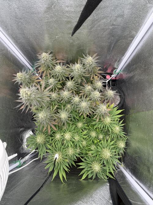 Amnesia Lemon  + Critical Widow. Week 11