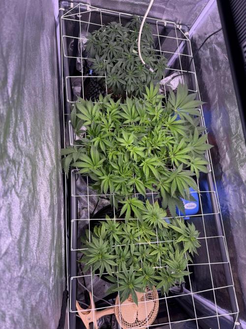 Mix  SL DWC 34 l /  GMOC Soil 12l 🌊vs??. Week 6 - Day 39 (13 April)