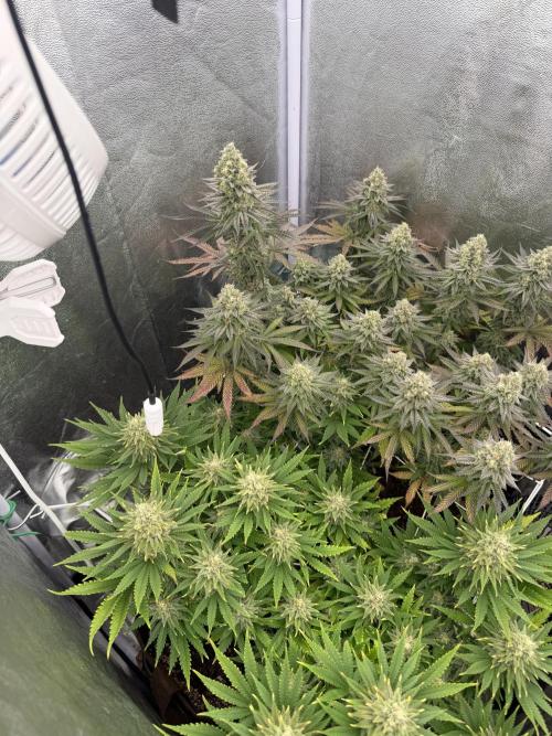 Amnesia Lemon  + Critical Widow. Week 11