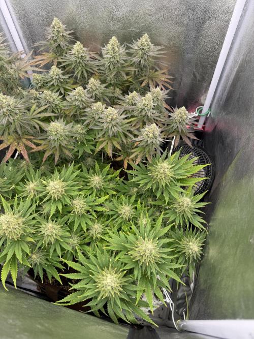 Amnesia Lemon  + Critical Widow. Week 11