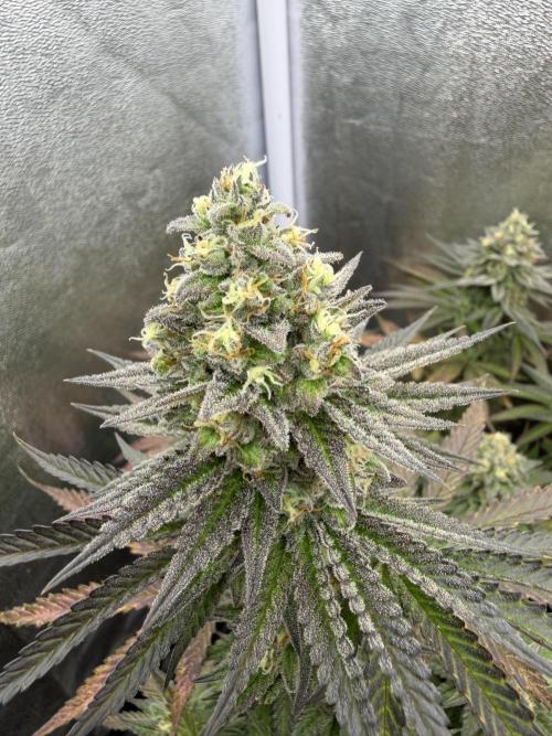 Amnesia Lemon  + Critical Widow. Week 11 - Day 86 (13 April)