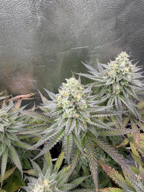 Amnesia Lemon  + Critical Widow. Week 11