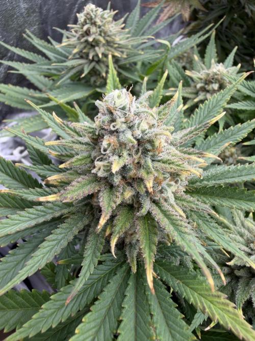 Amnesia Lemon  + Critical Widow. Week 11